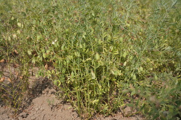 Green Lentil Plant with Thin Stems and Small Leaves, Botanical Close-Up in Soil