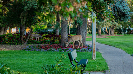 Deer grazing in a park