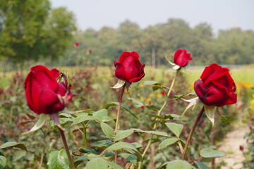 The red roses on the plant in close up with a blurry greenery background