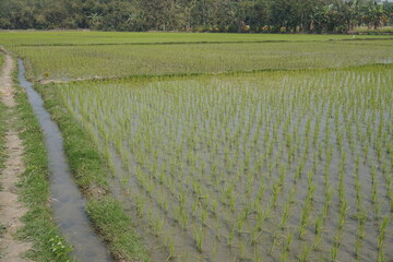 The flooded field is used for rice cultivation and a small canal has digged for water supply to the entire paddy field