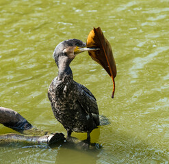 Cormorant Black cormorant  holding leaves