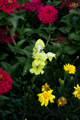 Obraz premium Yellow Snapdragon Flowers