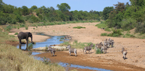 Afrikanischer Elefant und Steppenzebra im Tsendze River/ African elephant  and Burchell's zebra in...