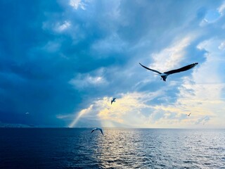 Seagulls flying over the Turkish Gulf in Izmir city