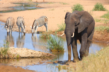 Afrikanischer Elefant und Steppenzebra / African elephant and Burchell's zebra / Loxodonta africana et Equus burchellii
