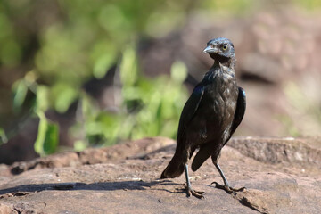 Rotschulter-Glanzstar/ Cape glossy starling or Red-shouldered glossy starling / Lamprotornis nitens.
