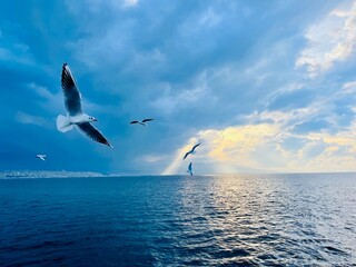 Seagulls flying over the Turkish Gulf in Izmir city