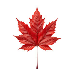 Photo of red maple leaf isolated on transparent background 