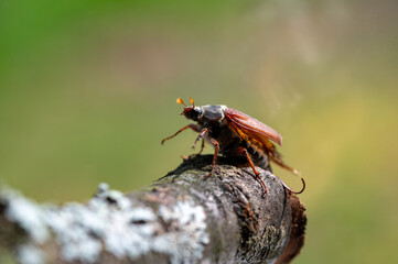 A cockchafer on a branch in nature