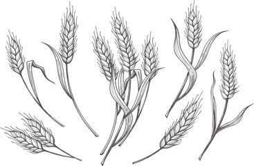 Hand drawn wheat ear