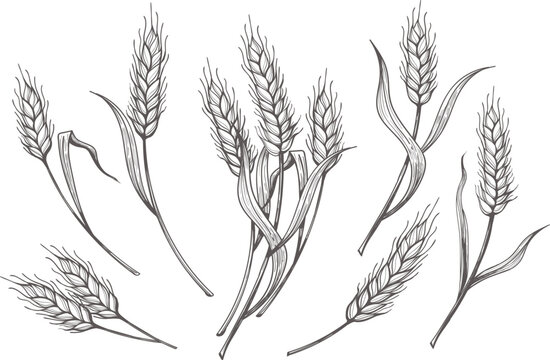 Hand drawn wheat ear