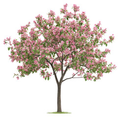 Obraz premium PNG Blooming spring flower tree flowers blossom springtime.