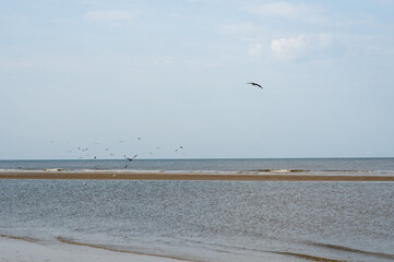 Birds flying over the sea in the blue sky
