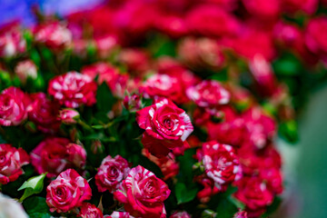 Bouquet of red roses close-up
