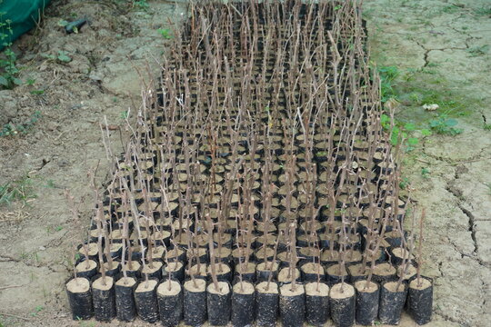 Young pear or Nashpati plants in individual black plastic bags, likely at a plant nursery
