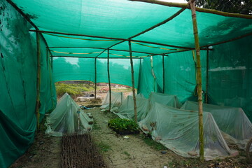 The plants are covered with net for protection from pests, birds and excess sunlight in the green...