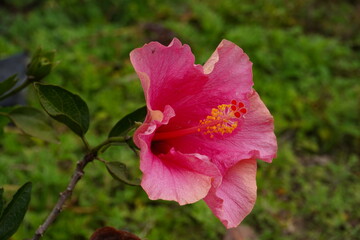 Obraz premium The pink hibiscus with its leaves in close up with a blurry background