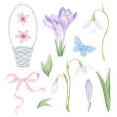 Spring flowers set with wicker basket, pink ribbon and a butterfly. Watercolor collection of crocuses, snowdrops and green leaves isolated on white. Floral clipart for postcard design and scrapbooking