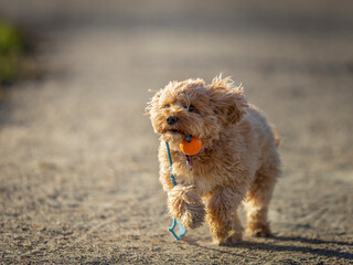 The Cavapoo (American English) or Cavoodle (Australian English) is a crossbreed of a Cavalier King Charles Spaniel and a Poodle. The cavapoo is speculated to have been first bred by designer dog breed