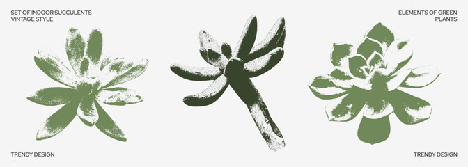 Grainy succulents with a retro photocopy effect. Modern indoor plant design in black. Y2K stickers for design. Nature and succulents. For posters, social media, banners