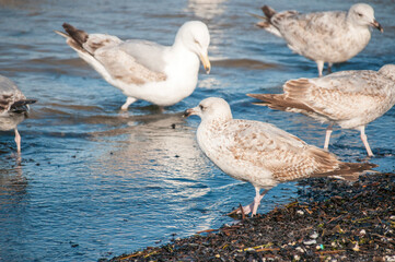 Seagulls Walking in Shallow Water on the Baltic Sea Shore