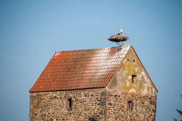 Stork Nesting on a Rooftop – Majestic Bird in Rural Scenery