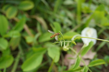 Toxomerus hoverfly on the twig in close up with a blurry background