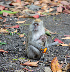 The crab eating macaque or cynomolgus macaque with her baby