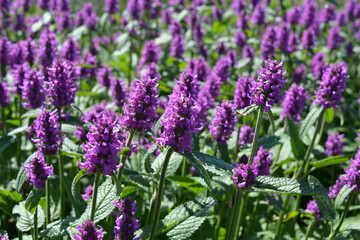 Stachys monieri "Hummelo",  also known as Wood Betony