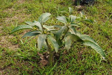 The young mango tree is growing in the ground