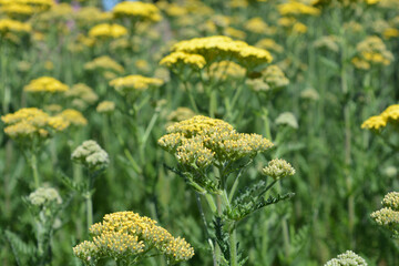 Yarrow also known as Achillea  