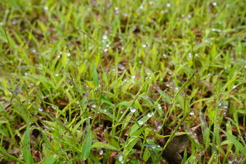 The water droplets on the grass look like pearls on the grass