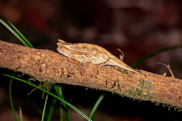 Brown leaf chameleon discovered on a night safari in Andasibe © jtplatt