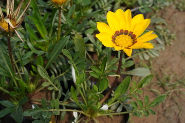 Gazania rigens also known as African Daisy or Treasure Flower is blooming on its plant in close up