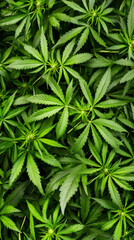 Vibrant green cannabis leaves create a lush, dense pattern, showcasing the plant's growth