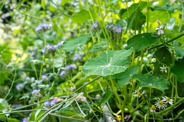Nasturtium (Tropaeolum majus) and Phacelia (Phacelia tanacetifolia) Growing Together / Concept: Companion Planting in Mixed Culture Vegetable Garden