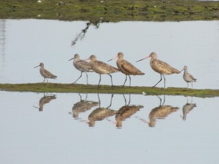 A family of sandpipers is going for a walk.