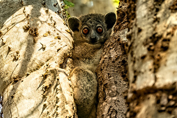 Fototapeta premium Petter's sportive lemur watching closely