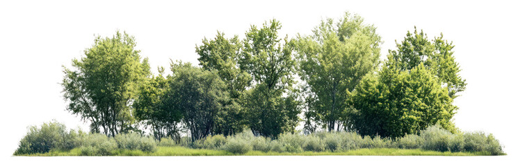 Fototapeta premium PNG Group of different trees landscape outdoors nature.
