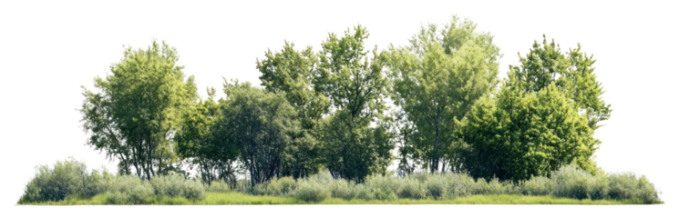 PNG Group of different trees landscape outdoors nature.