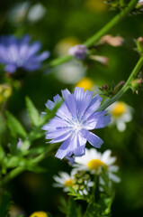 Fototapeta premium Chicory