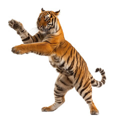 Obraz premium Big orange tiger in dynamic pose, isolated on white or transparent background, png clipart, design element.