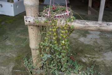 Ceropegia woodii commonly known as String of Hearts the creeper plant is hanging from its hanging...