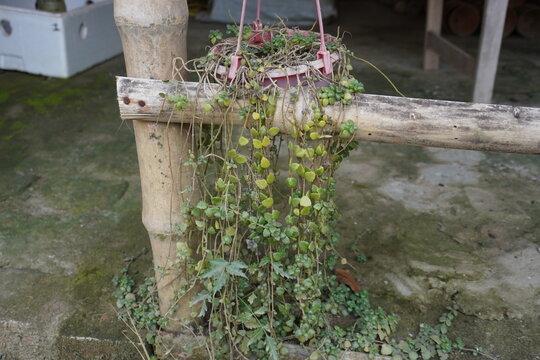 Ceropegia woodii commonly known as String of Hearts the creeper plant is hanging from its hanging pot