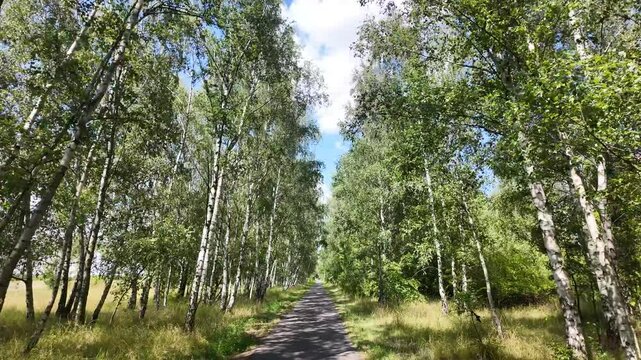 Fahrt durch einen Waldweg mit sehr aufgeglichene Kameraf&uuml;hrung, Tour entlang vieler Birken