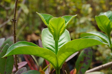 The twig of Uncaria tomentosa commonly known as Cat's Claw in close up with a blurry background