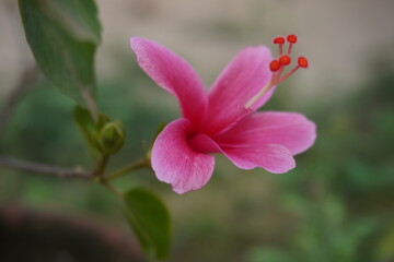 Obraz premium The pink hibiscus is started to open its petals slowly