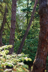 deciduous forest. light large pine trunks and bright bushes.