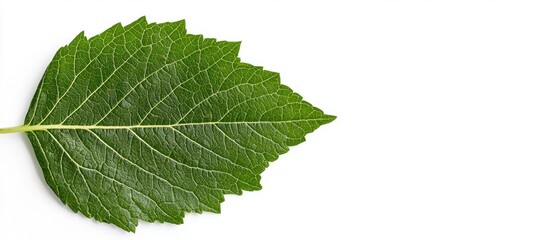 Fototapeta premium A vibrant green leaf on a white backdrop showcasing nature's simplicity.
