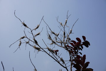 The air layering or marcotting on the branches of the tree with clear blue sky background
